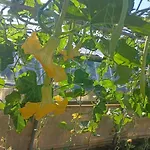 Nonna Merj Gospodarstwo agroturystyczne Albenga