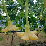 Nonna Merj Gospodarstwo agroturystyczne Albenga