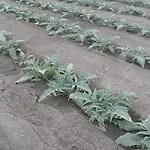 Séjour à la ferme Nonna Merj