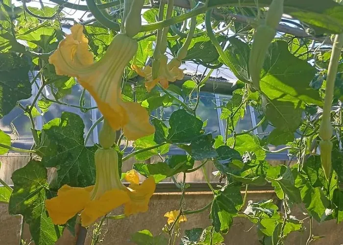 Nonna Merj Agroturismo Albenga