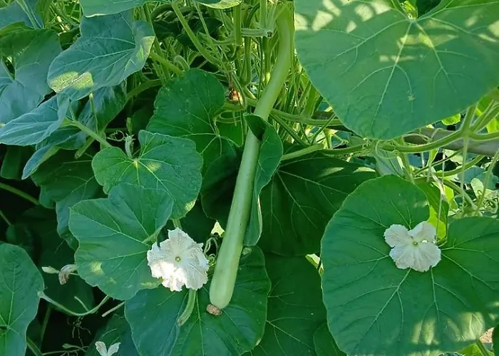 Nonna Merj Agroturismo