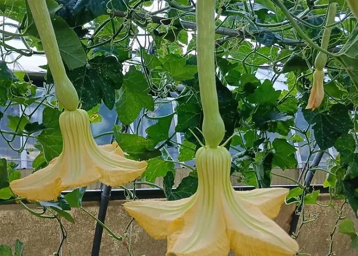 Nonna Merj Agroturismo Albenga